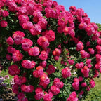 Seeds Black Baccara Rose Plant